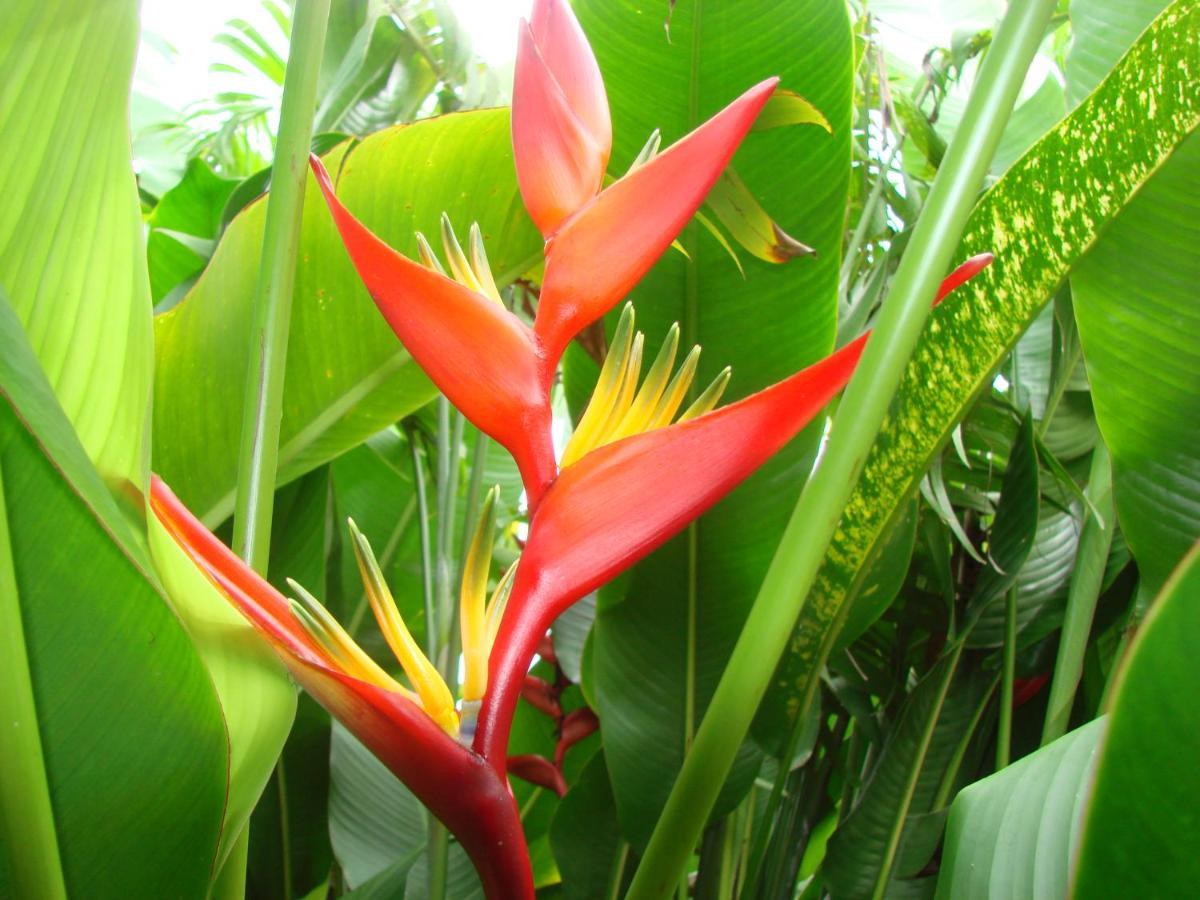 Smithy'S Eco-Apartment Morne Jaloux Ridge Esterno foto